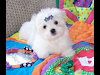 Increible Bichon Maltes ¡El Mejor Precio