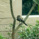 Southern grey shrike