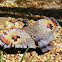 Sunbittern