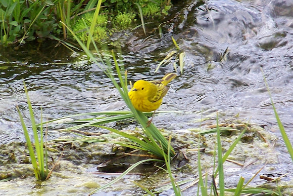 Spotting Image 1