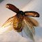 Junebug