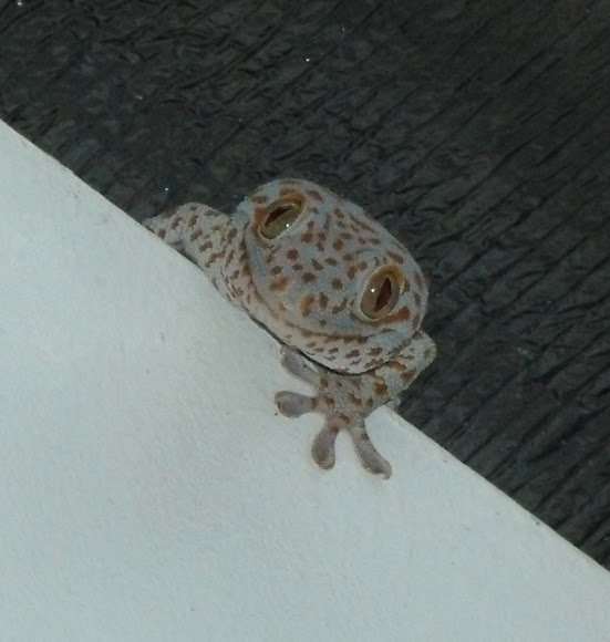 Spotting Image 1