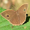 Bush Brown