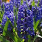 Hyacinth