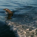 Dolphin