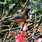 Eastern Spinebill