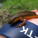 Eastern newt