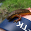 Eastern newt