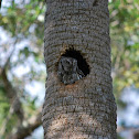 Eastern Screech-Owl