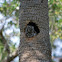 Eastern Screech-Owl