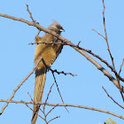 Speckled Mousebird