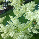 rhubarb