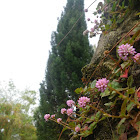 Pink knotweed
