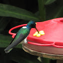 White-necked Jacobin