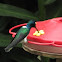 White-necked Jacobin