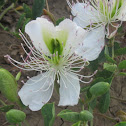 Capparis spinosa