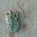 Pacific tree frog