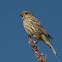 House Finch