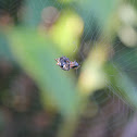 Asian spiny-backed orbweaver