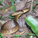Brown Tree Snake