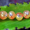 Fertile Eggs of Sea Catfish
