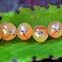 Fertile Eggs of Sea Catfish