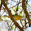 yellow warbler