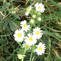 Tufted white prairie aster
