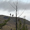 Black kite's