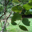 Honeysuckle