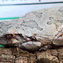 Cope's Grey Treefrog
