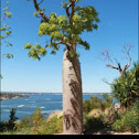 Boab tree