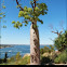 Boab tree