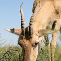 Mongolian Gazelle