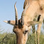 Mongolian Gazelle