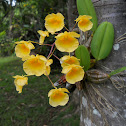 Dendrobium