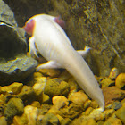 Axolotl