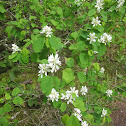 Saskatoon Berry