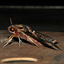 Hawk moth