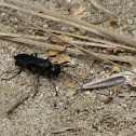 Cricket-hunting wasp