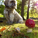Fly Agaric/Vliegenzwam