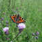 Small tortoiseshell Butterfly