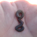Pileworm