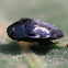 Very small Beetle