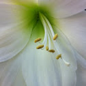 Amaryllis belladonna 