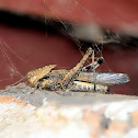 Tree locust