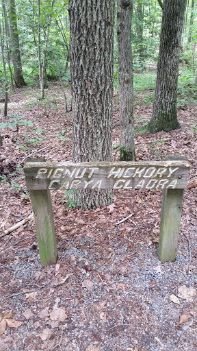 Pignut Hickory Sign