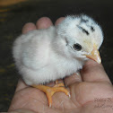 Chick