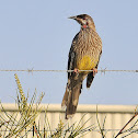 Red Wattlebird