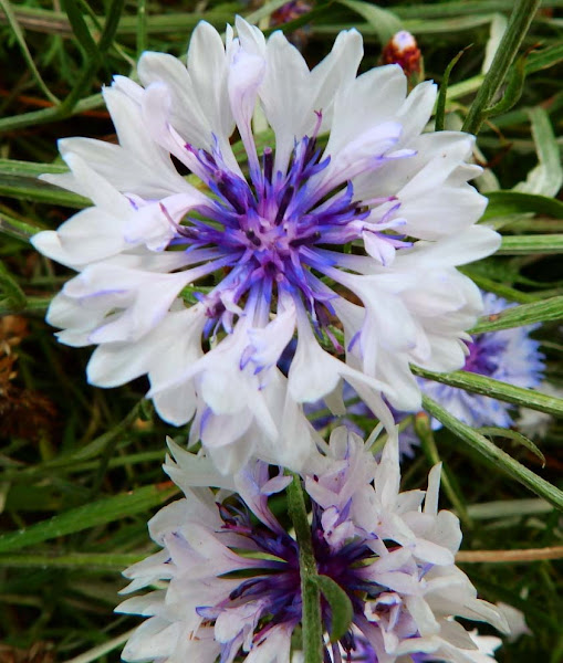 Cornflower (light blue variety) Project Noah